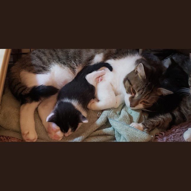 Photo of Muffin And Boofus