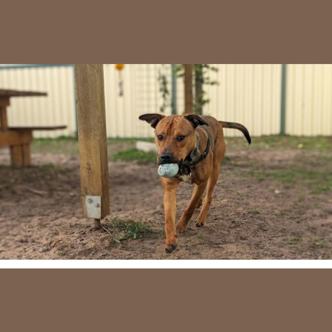 Photo of Rocco