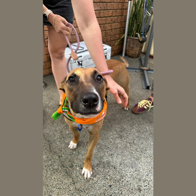 Photo of Teddy   8 Month Old Mixed Breed