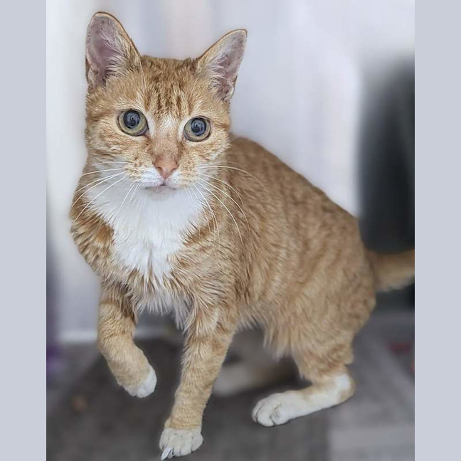 Photo of Goldie