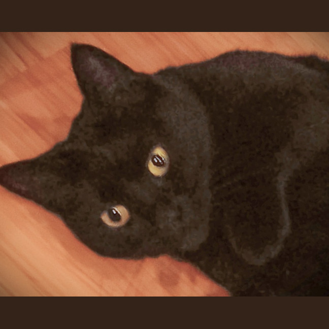 Photo of Luna
