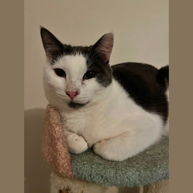 Photo of Admiral Turbo Meowington Iii *9 Lives Project*