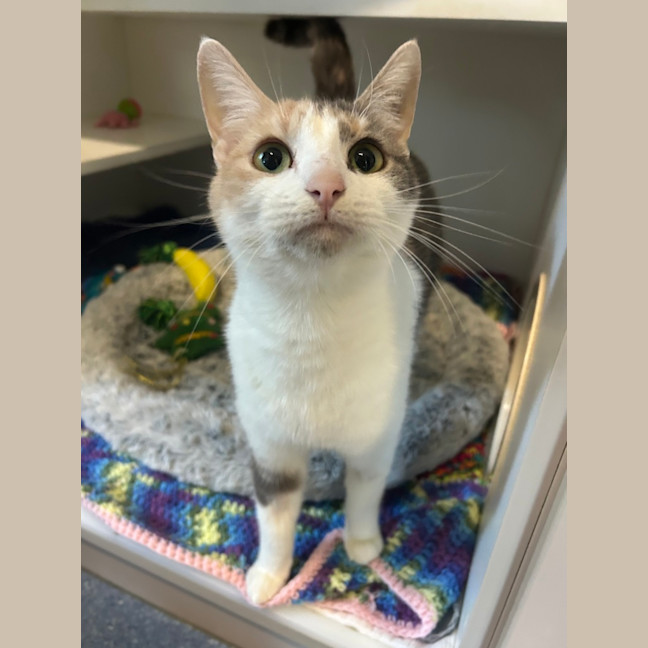 Photo of Kitty