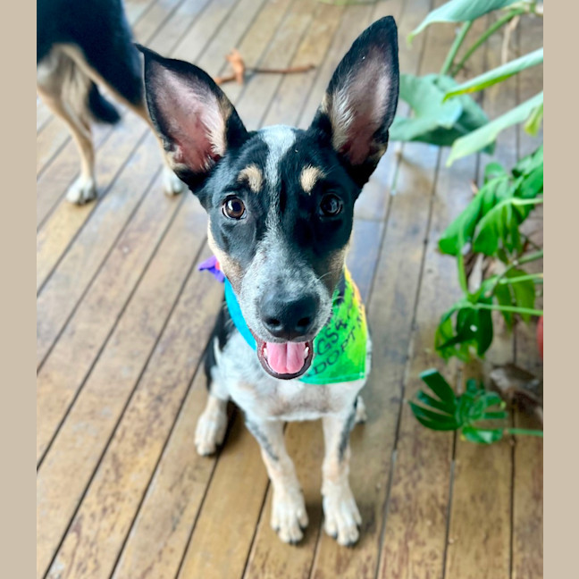 Photo of Tallulah