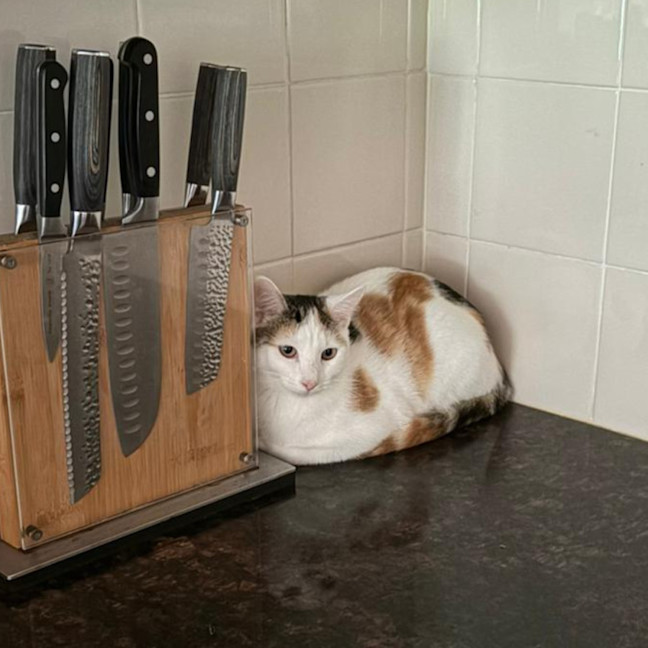 Photo of Sugar