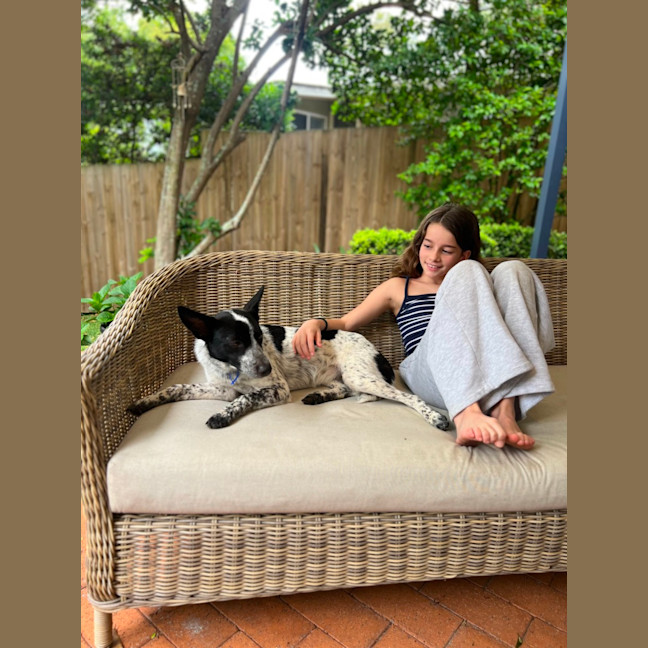 Photo of Missy   1 Year Old Cattle Dog X