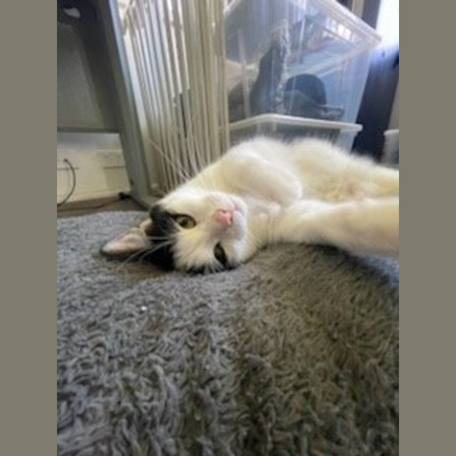 Photo of Cooper