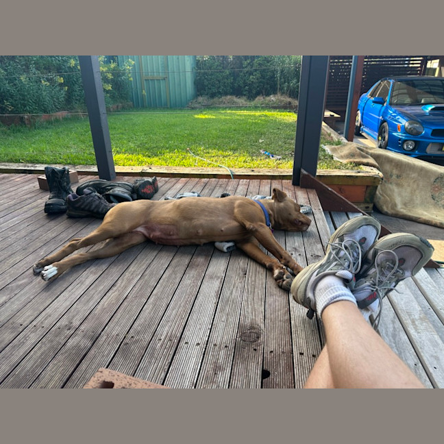 Photo of Maple