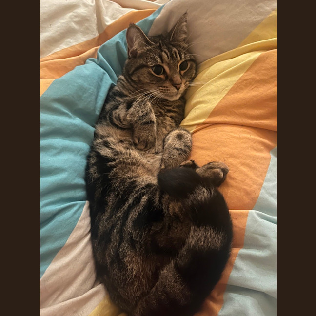 Photo of Princess Pumpkin