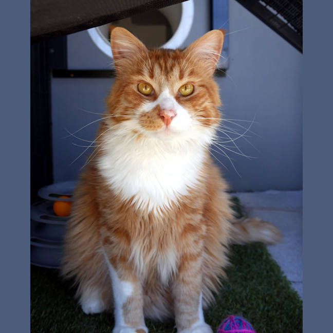 Photo of Tyber Sta013408