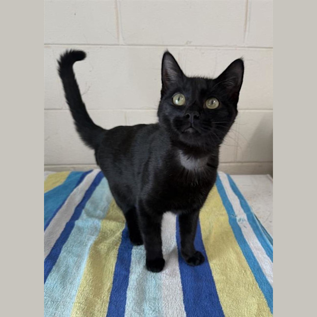Photo of Raven
