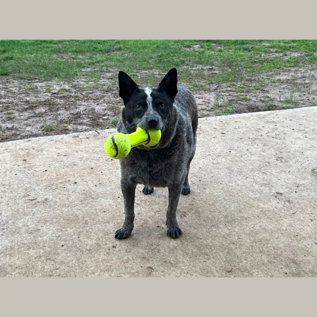 Photo of Cicero