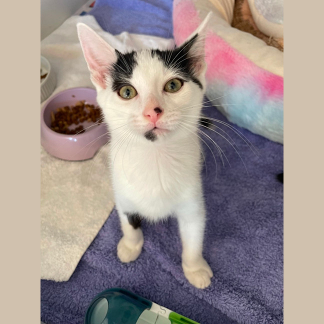 Photo of Squinty *Available From Petstock Milperra*