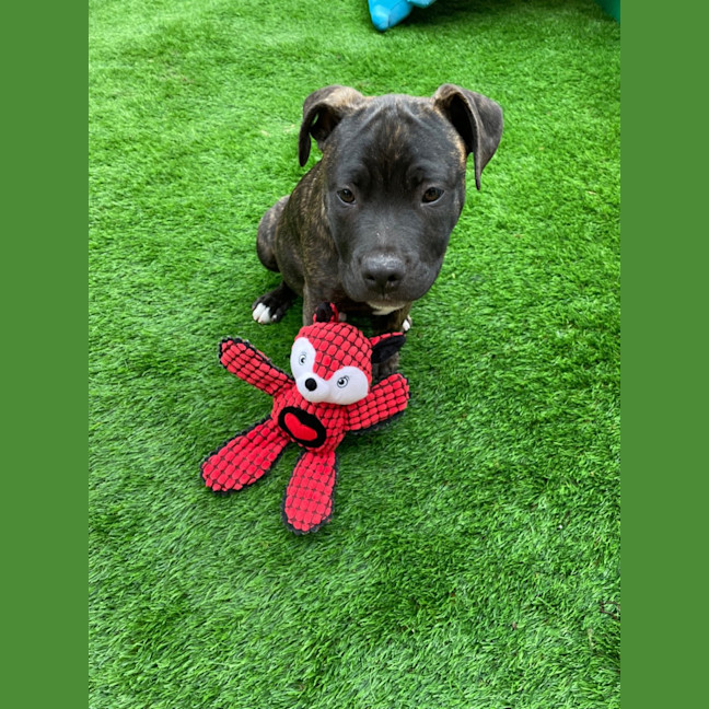 Photo of Aston Martin