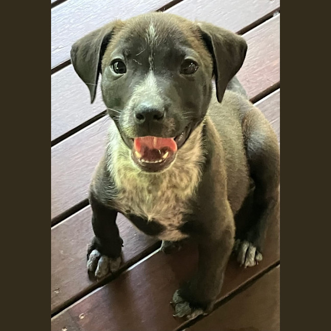 Photo of Mulga 