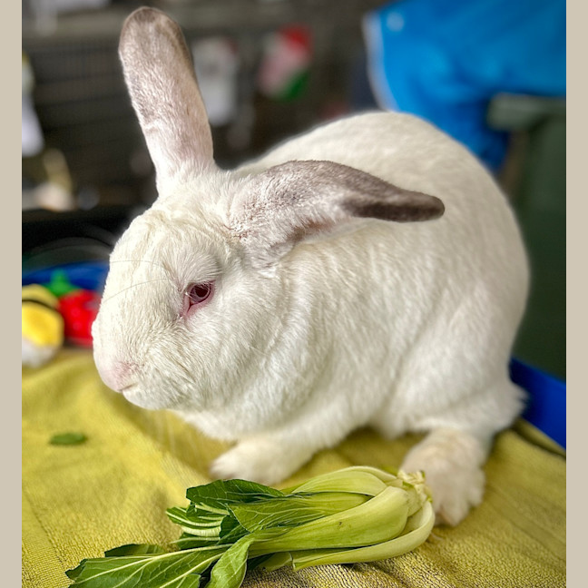 Photo of Walnut