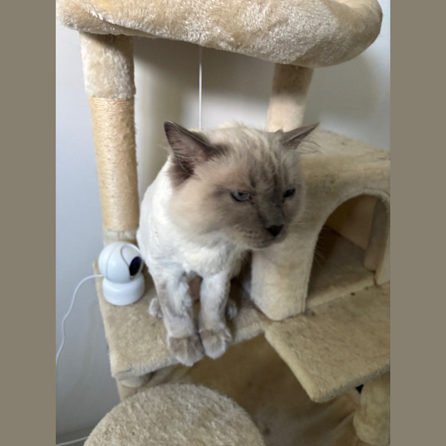 Photo of Chilli
