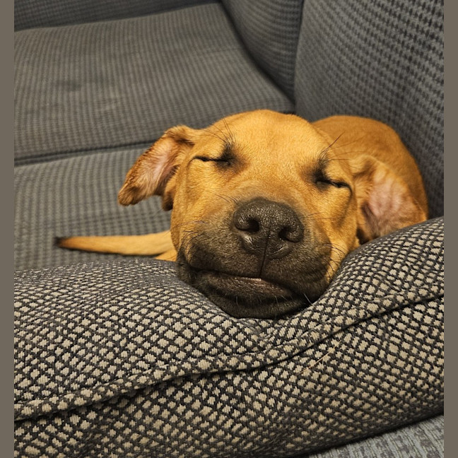 Photo of Winnie   5 Month Old Shar Pei X Staffy