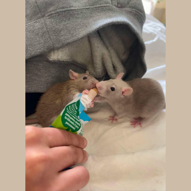 Photo of Sprig / Clover