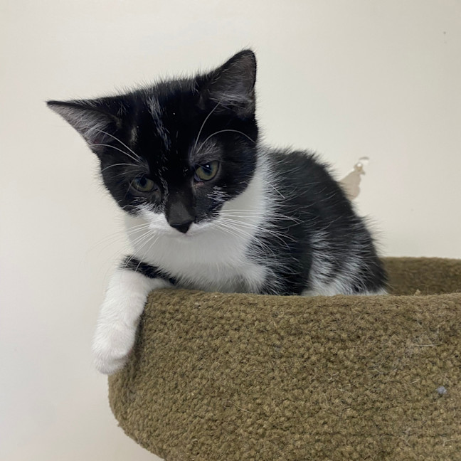 Photo of Oreo