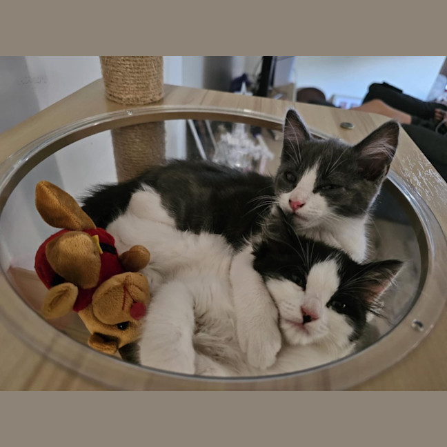 Photo of Pepper Meet Me@Petstock Hastings Store