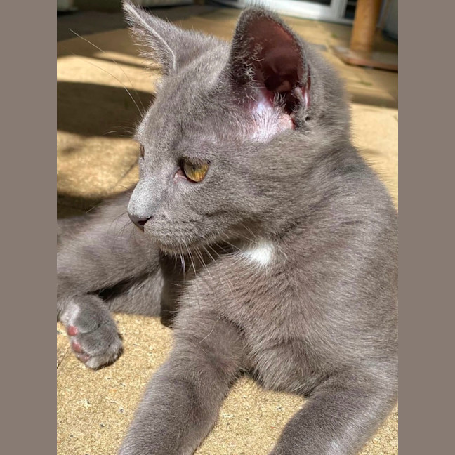 Photo of Gadget