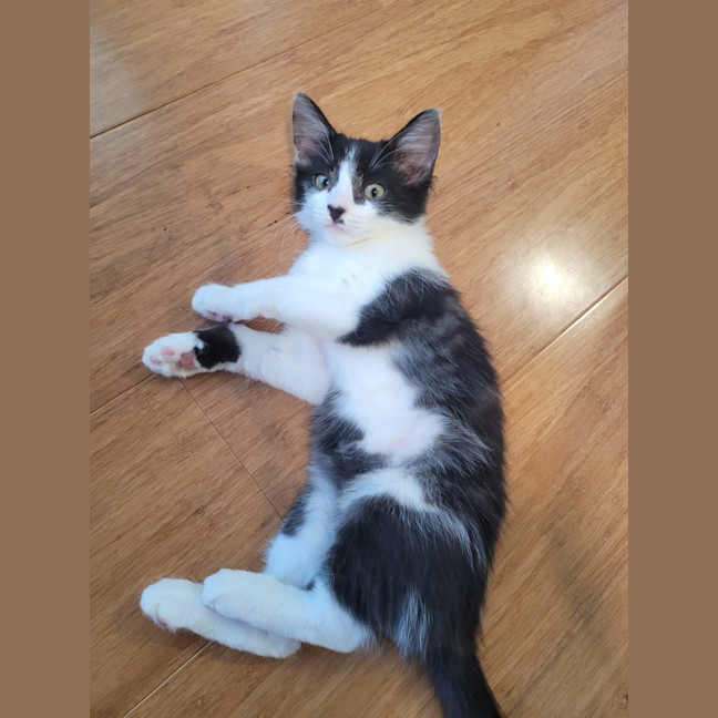 Photo of Winter  Available From 20/1