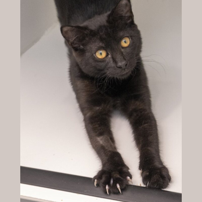 Photo of Olive