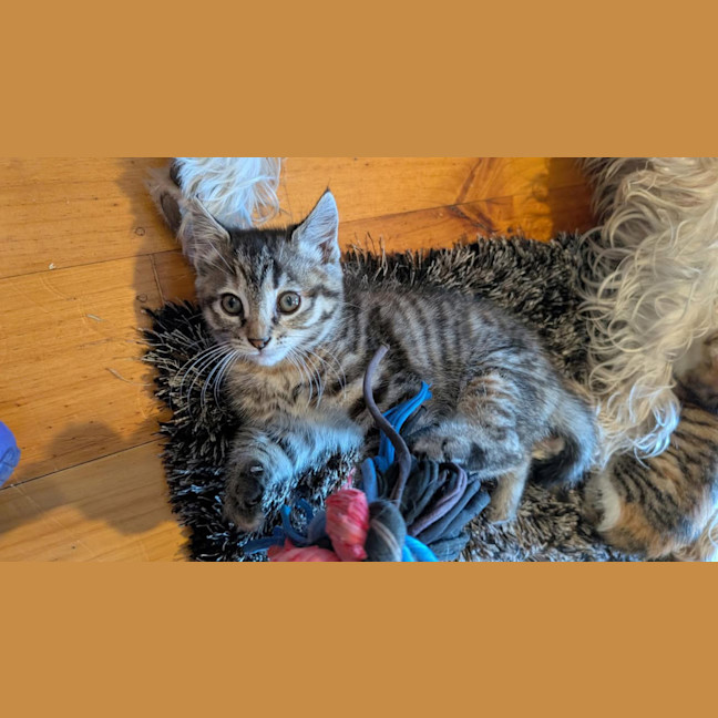 Photo of Maple