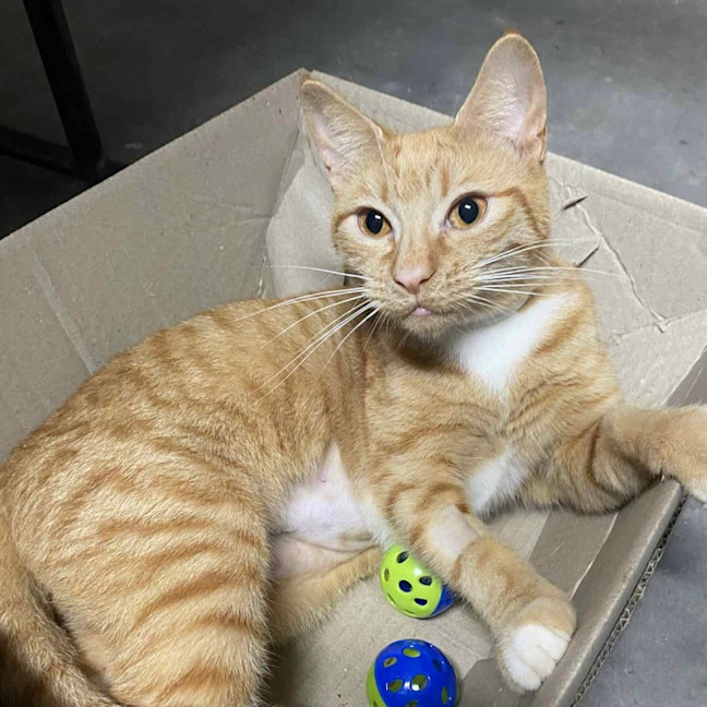 Photo of Cleo 🍁👑