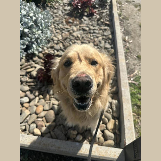 Photo of Kodi