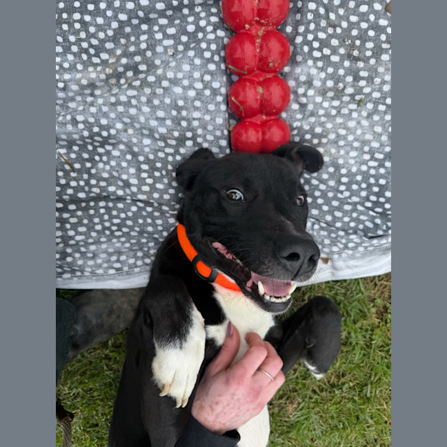 Photo of Fido