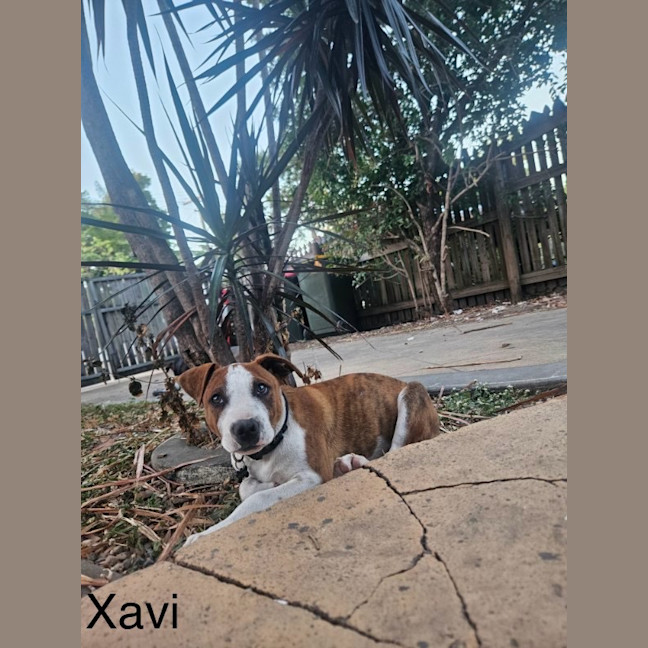 Photo of Xavi