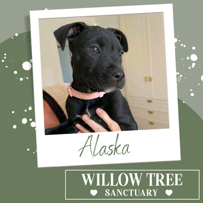 Photo of Alaska