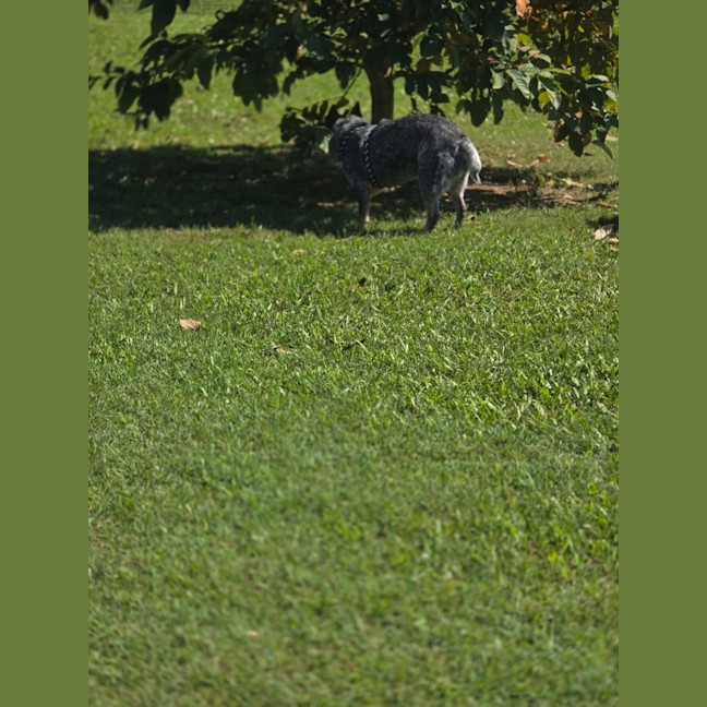 Photo of Bo 