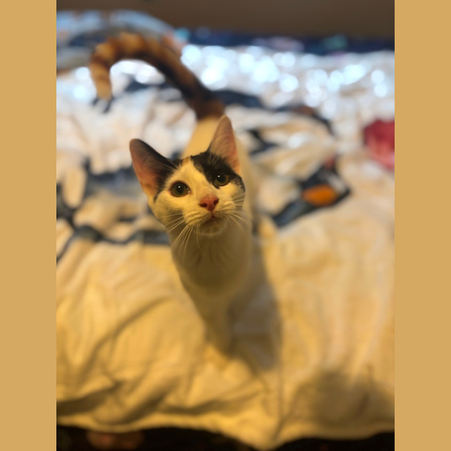 Photo of Lacy