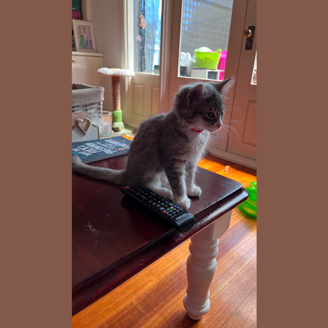 Photo of Cinder