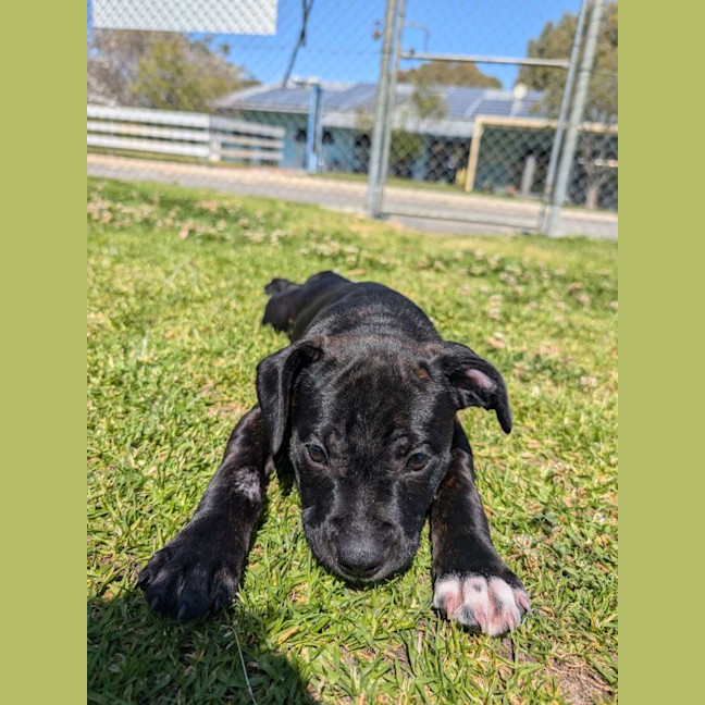 Photo of Louie