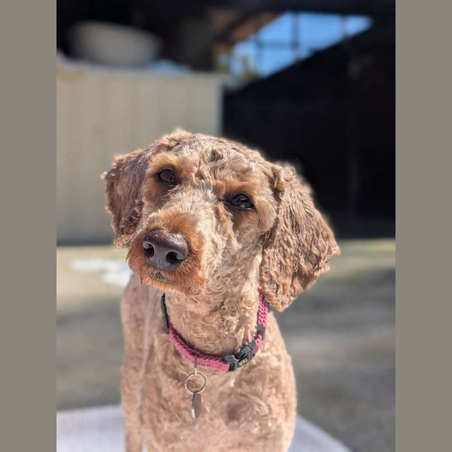 Photo of Peach