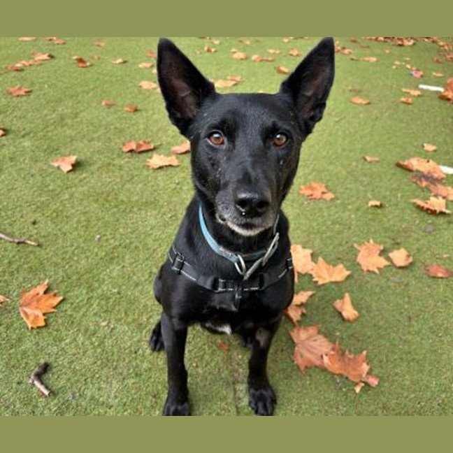 Photo of Buddy