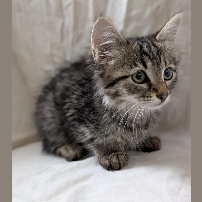 Photo of Cookie