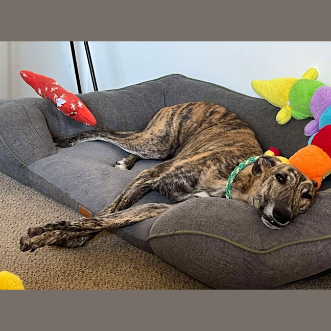 Photo of Vinnie, The Greyhound