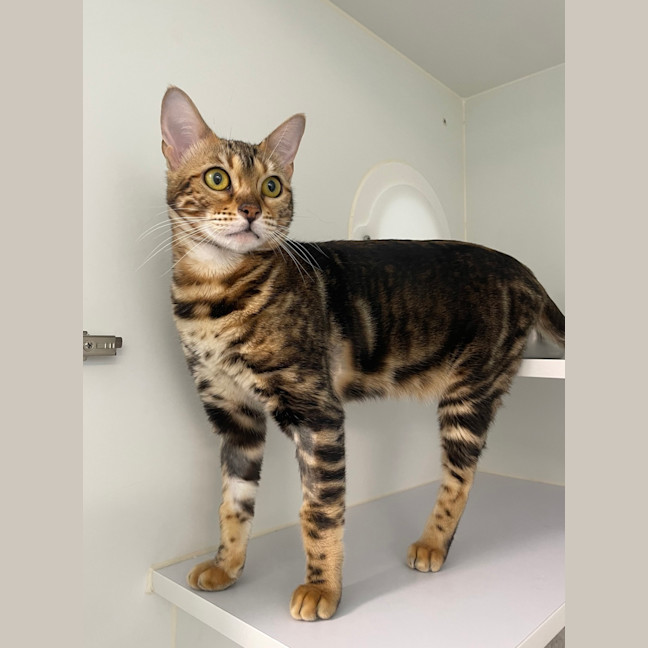 Photo of Tikka Meowsala