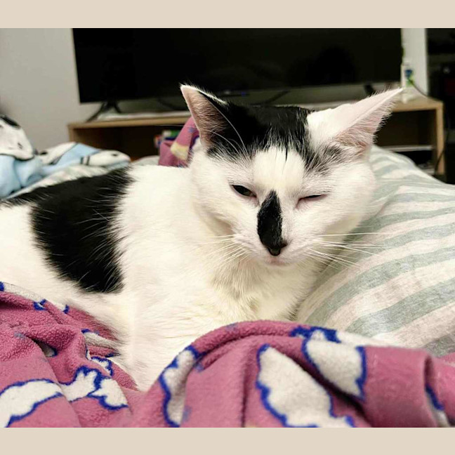 Photo of Moo Moo