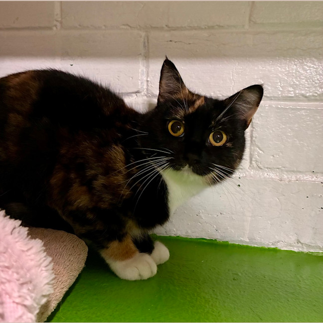 Photo of Stella