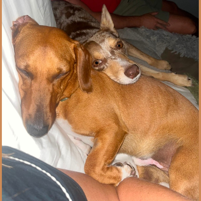 Photo of Harry   3 Year Old Dachshund X Jack Russell