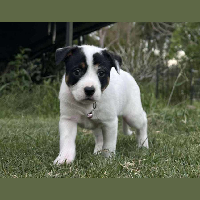 Photo of Gypsy