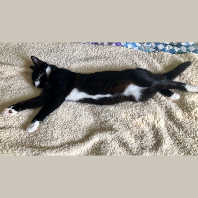 Photo of Buster