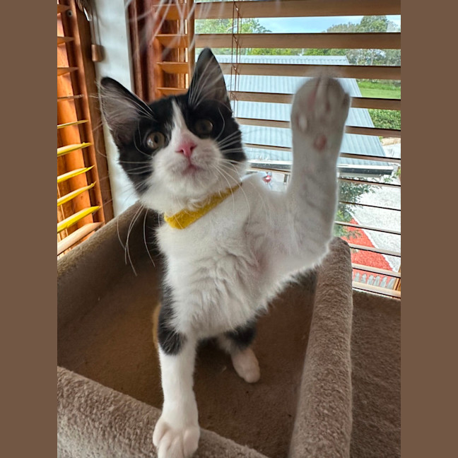 Photo of Pickle