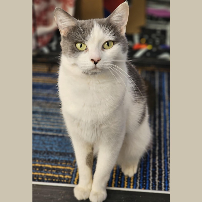 Photo of Priscilla 